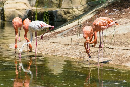 greater flamingo  bird  pink