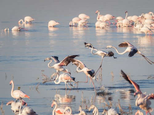 greater flamingoes  flamingos  birds
