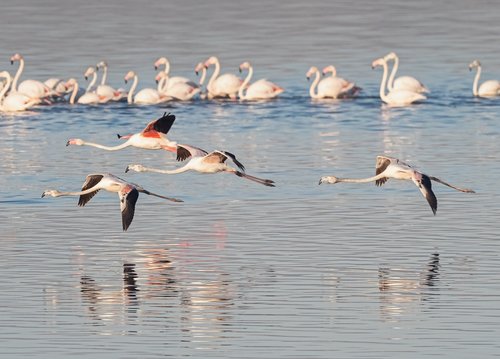 greater flamingoes  flamingos  flying