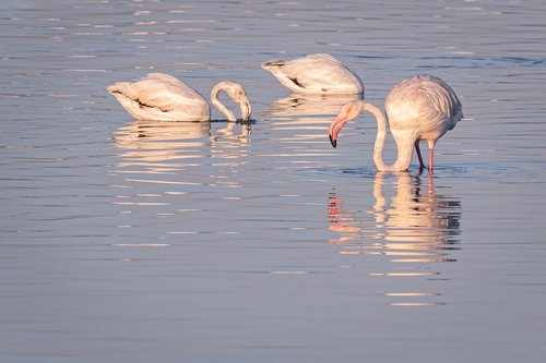 greater flamingoes  flamingoes  swan