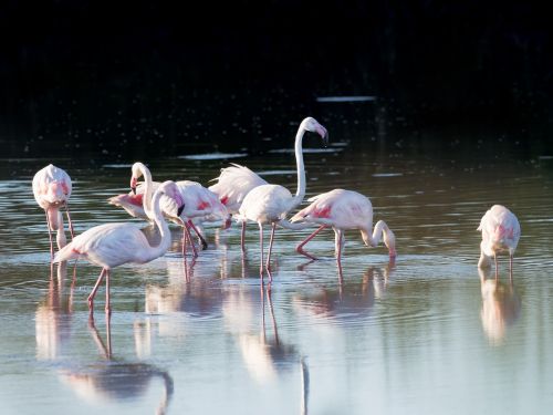 greater flamingos flamingo birds