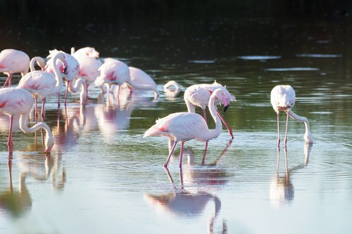 greater flamingos  flamingo  birds