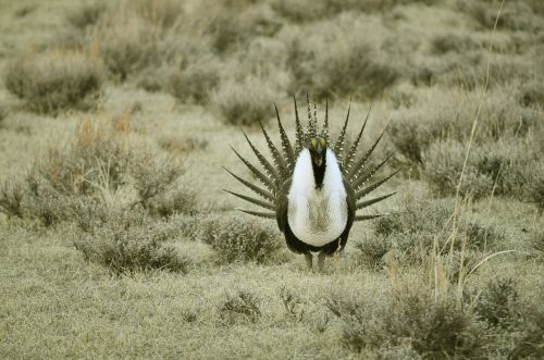 greater sage grouse bird wildlife