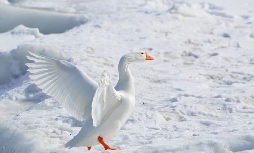 greater snow goose goose snow goose