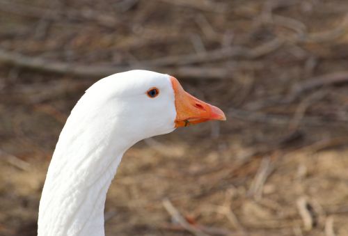 greater snow goose wading bird close-up