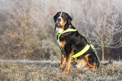 greater swiss mountain dog nature