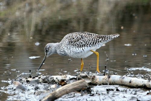 greater yellowlegs bird seabird