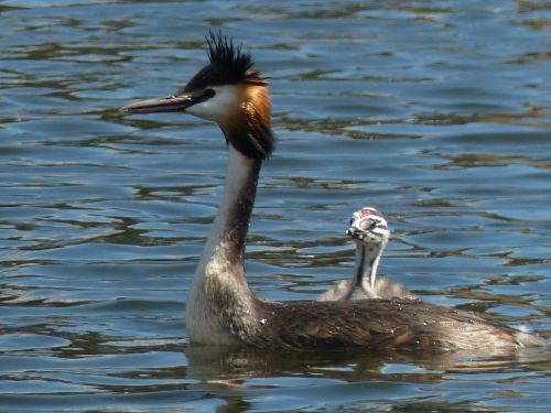 grebe waterfowl young