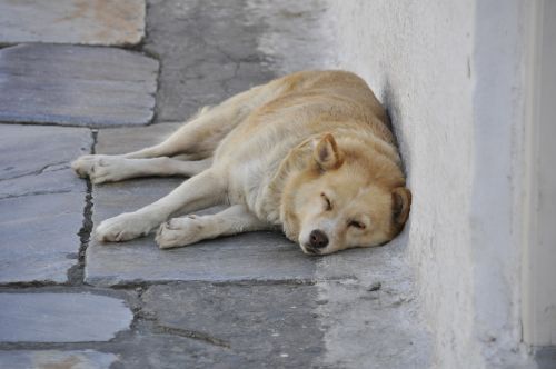 greece dog sleep tired hot