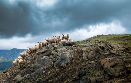 greece sheep hill