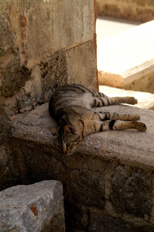 greece rhodes cat