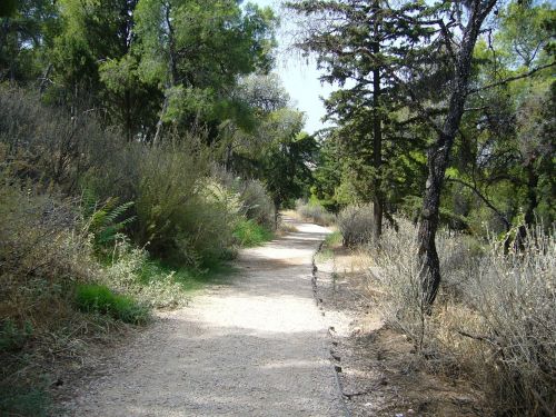 greece summer forest