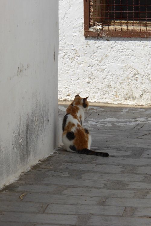 greece cat village