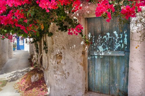 greek island red flowers