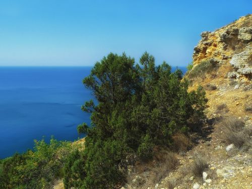 greek juniper tree sea