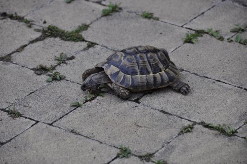 greek tortoise turtle reptile
