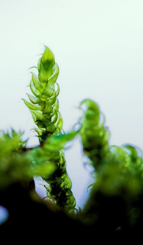 green macro moss