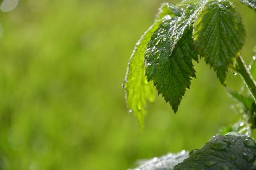 green leaf drip