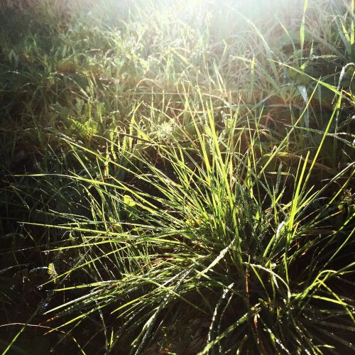 grass green plants