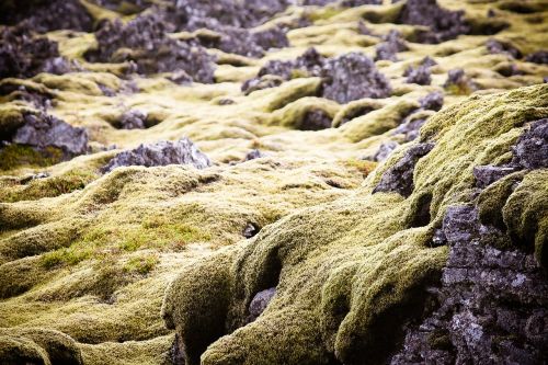 green moss iceland