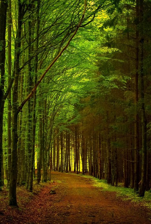 green forest path