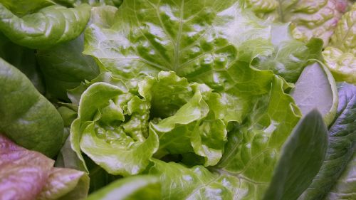 green vegetable 萵 radicchio