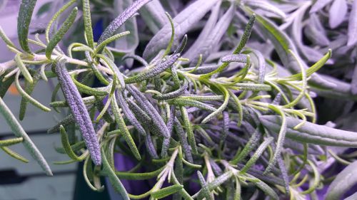 green vegetable foliage