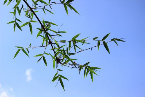 bamboo green leaf