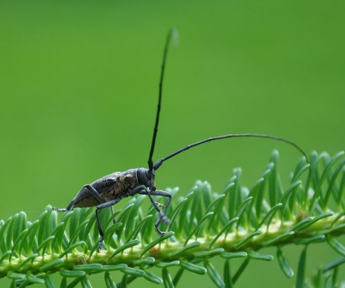 the beetle green insect