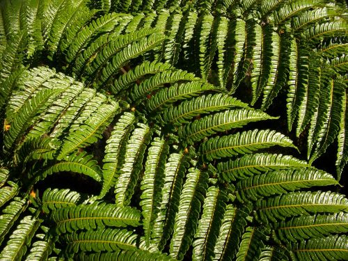green fern vegetation