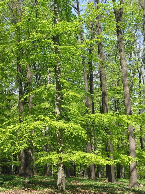 green portrait trees