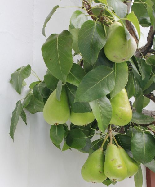green pears fruit tree