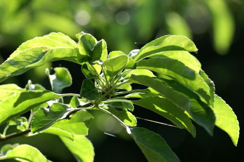 green leaves tree