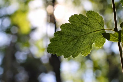 green leaf forest