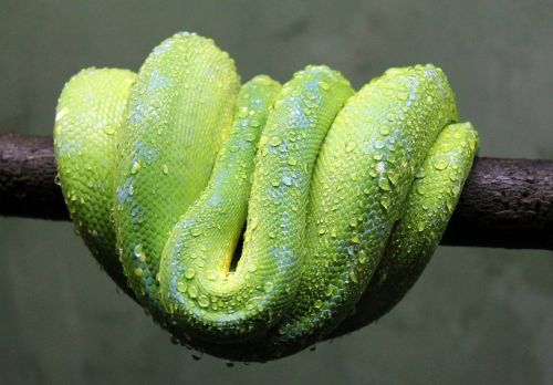 green snake animal