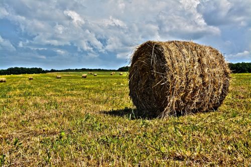 green hay agriculture