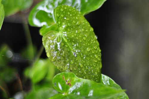 green nature fern