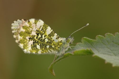 green butterfly spring