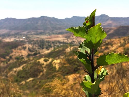 green leaves natural