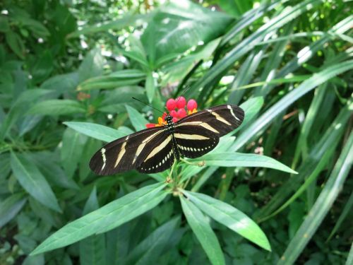 butterfly green nature