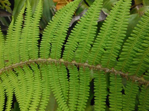 green garden leaf