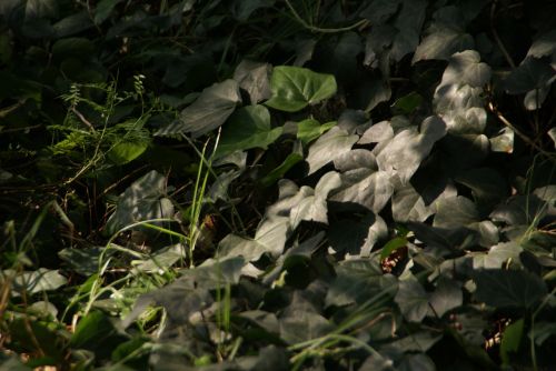 green plants nature