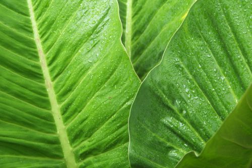 green leaf leave