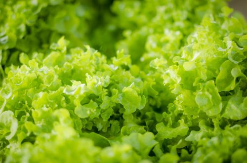 green salad vegetable