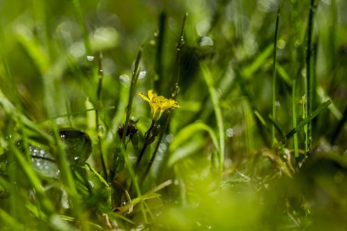 green grass yellow