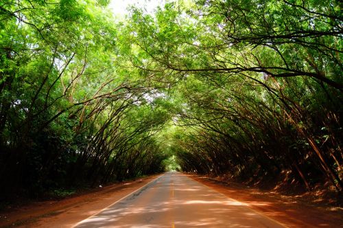 green tree road