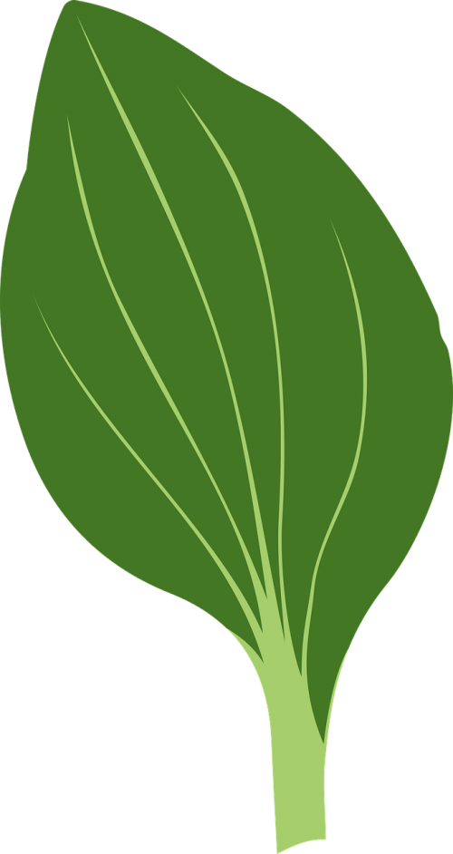 green herb leaf