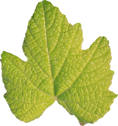 green leaf no stem