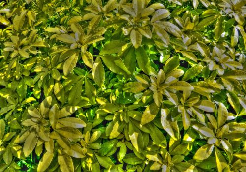 green yellow leaves