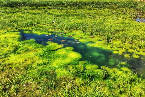 swamp water pond